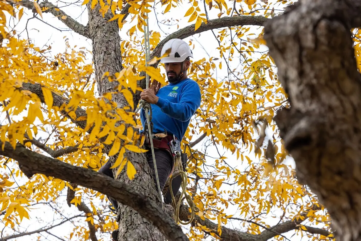 Skilled Tree Planing crew working in Hills